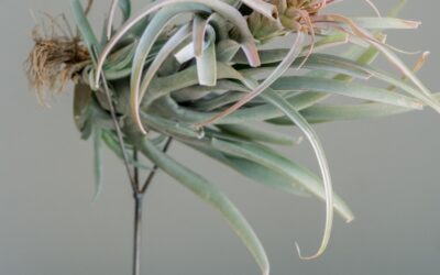 Renoveringar stoppas ofta av dold asbest